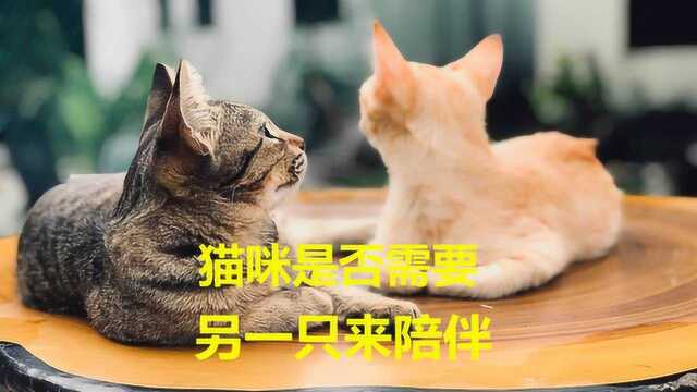 通过你家猫的表现,就能判别猫咪是否“寂寞”而需要另一只猫陪伴