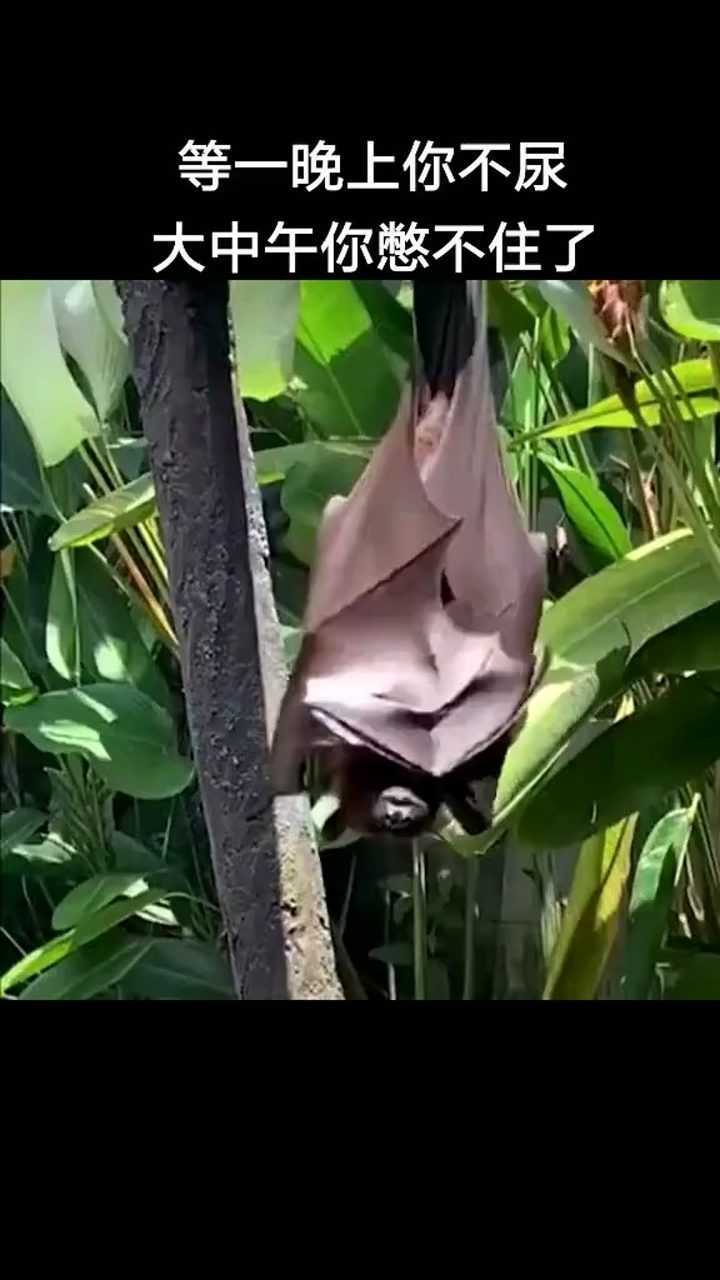 等一晚上你不尿大中午你憋不住了蝙蝠尿尿头次见