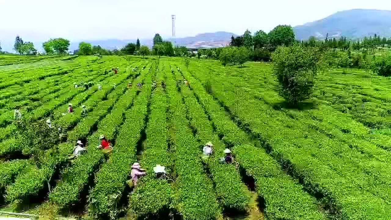 开阳富硒茶111
