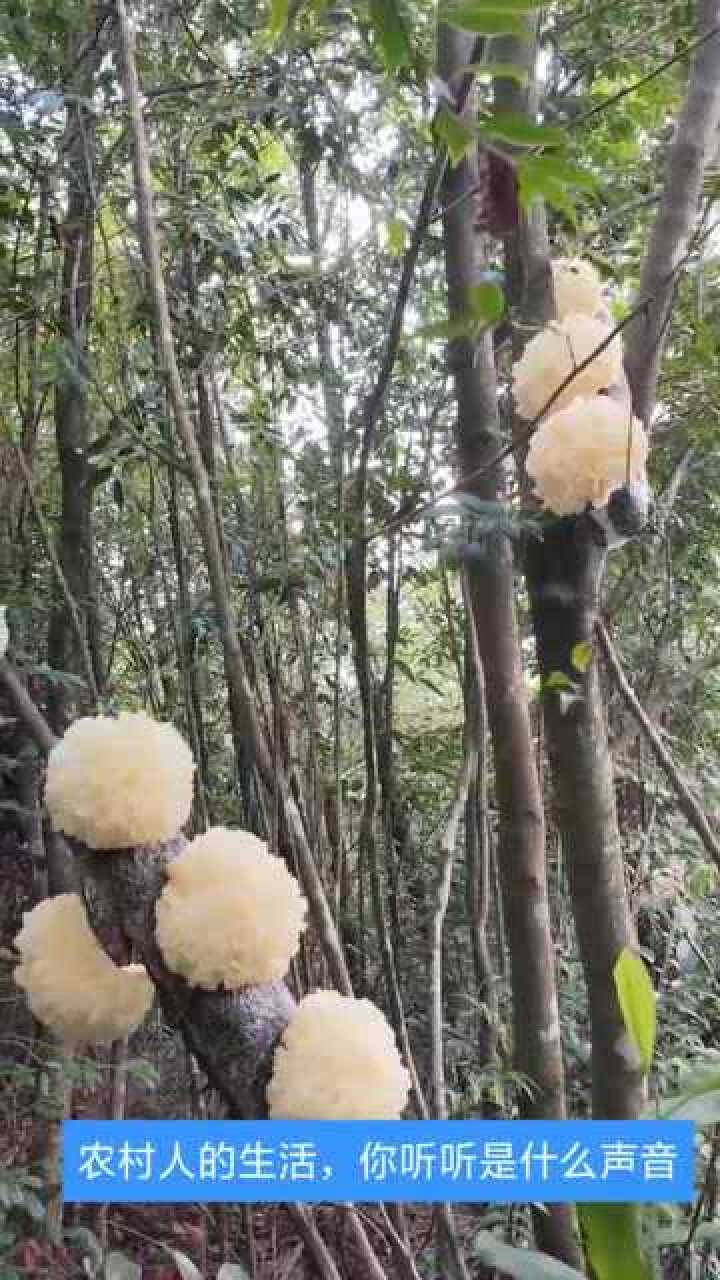 原以为银耳是长在地上的没想到是长在树上的第一次见到这画面
