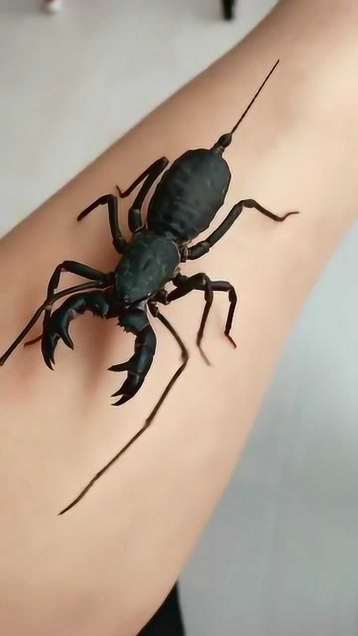 无法理解的爱好偏偏喜欢毒性动物变异蝎子让他爱不释手