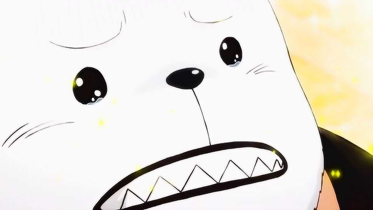 海贼王贝波实在是太可爱了为了治肚子痛在罗面前卖起了萌