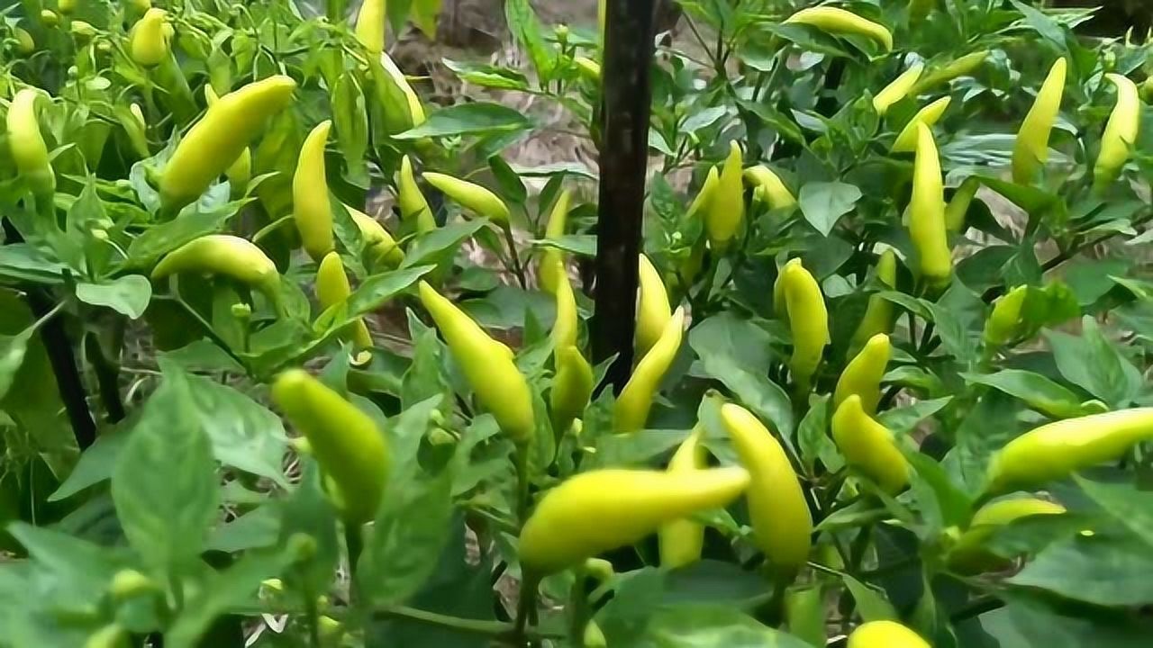 小米辣育苗方法小米辣种植技术种植的苗床准备工作