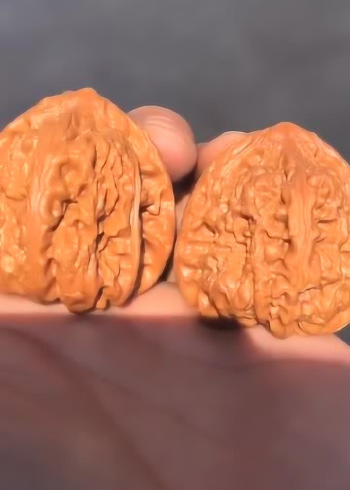 明星核桃之金蟾王蛤蟆核桃,干刷两周的效果,品相刚刚的