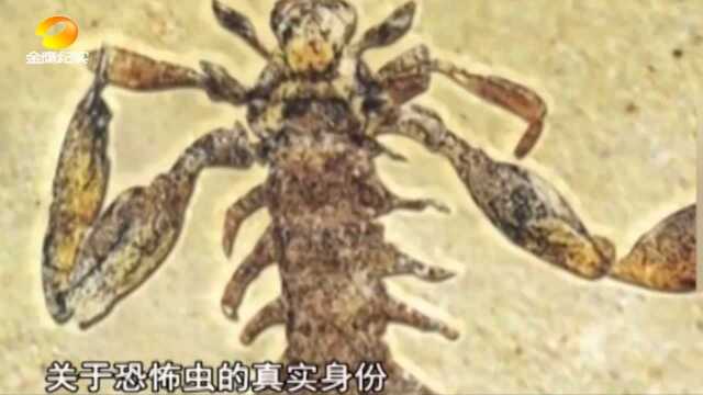 长得像蝎子,钳子却长在后腿上,科学家如何看待化石中的恐怖虫?