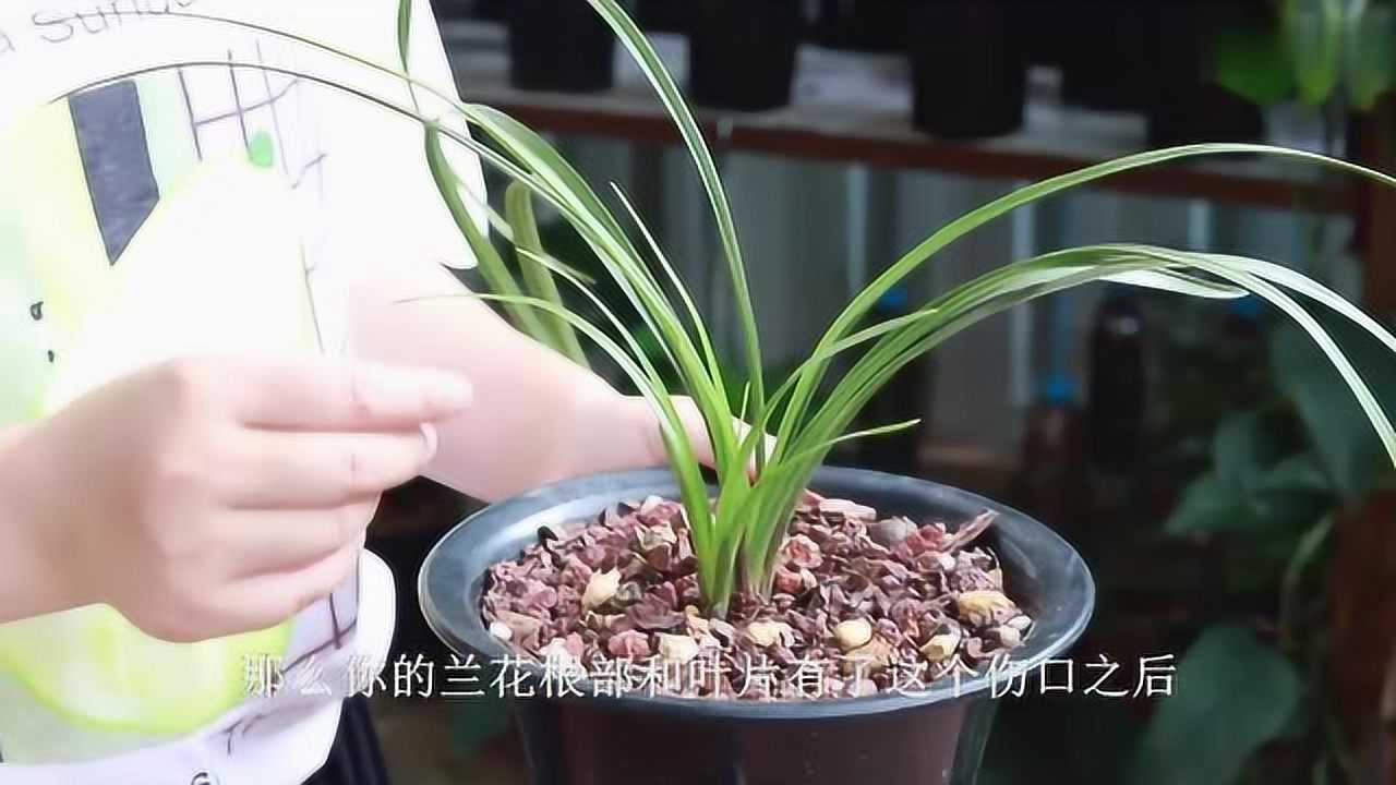 养兰花小黑飞太烦人用上这几招来多少灭多少