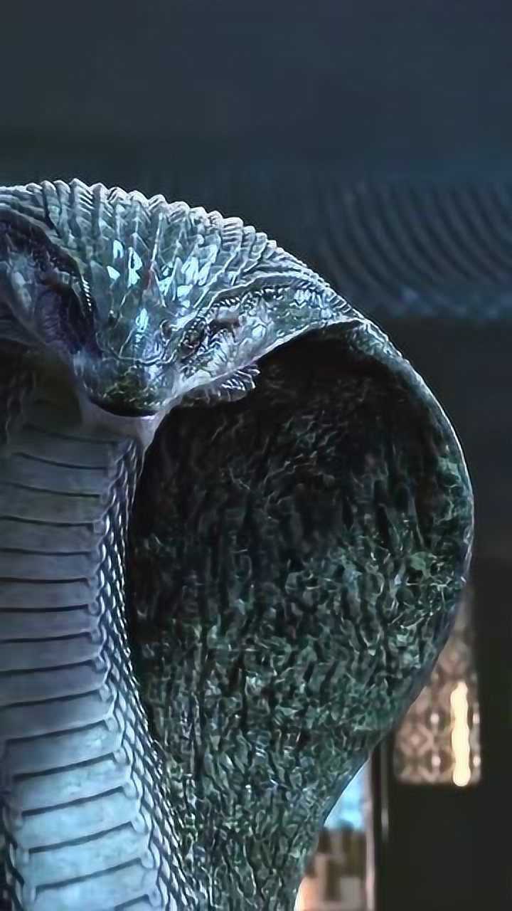 腾讯视频-中国领先的在线视频媒体平台,海量高清视频在线观看