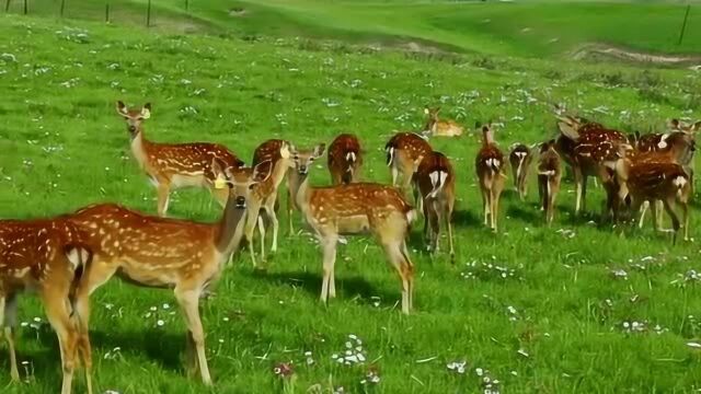 鹿鸣祁连山下,祁连山草原的美是多样的美,一起来看草原的风景!