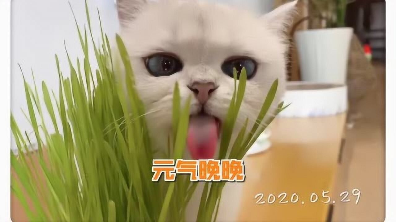 晚晚猫咪和我元气满满的一天,就此开始