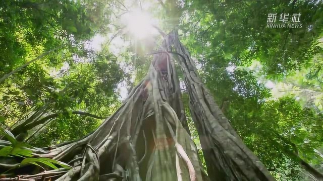 (文化中国)滇菜:不一样的民族风味