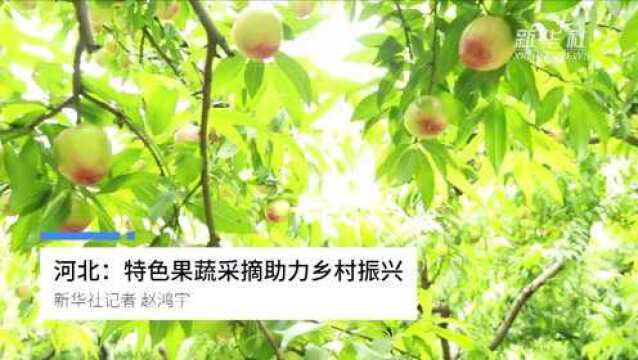 河北:特色果蔬采摘助力乡村振兴