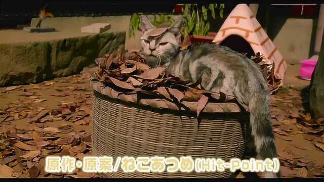 猫咪后院之家 日本先行版3