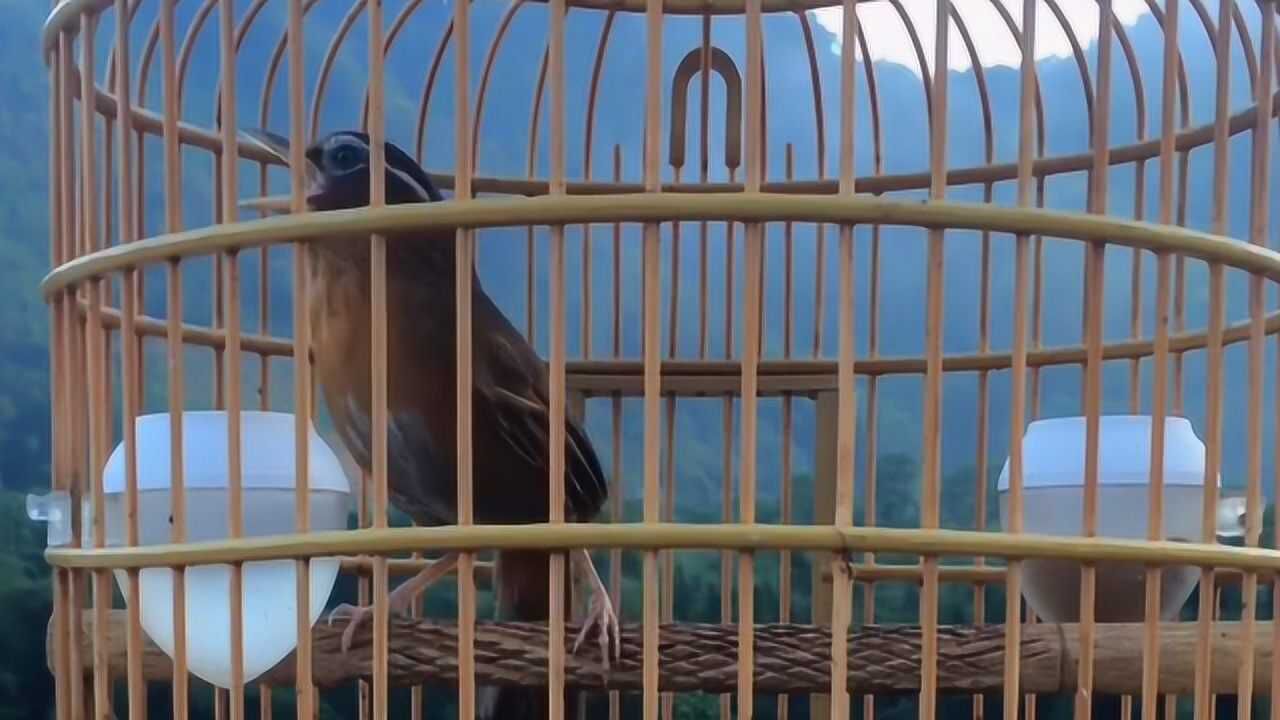 甜美悠扬的母画眉鸟叫声公画眉鸟听了赶忙对唱一唱一和真过瘾