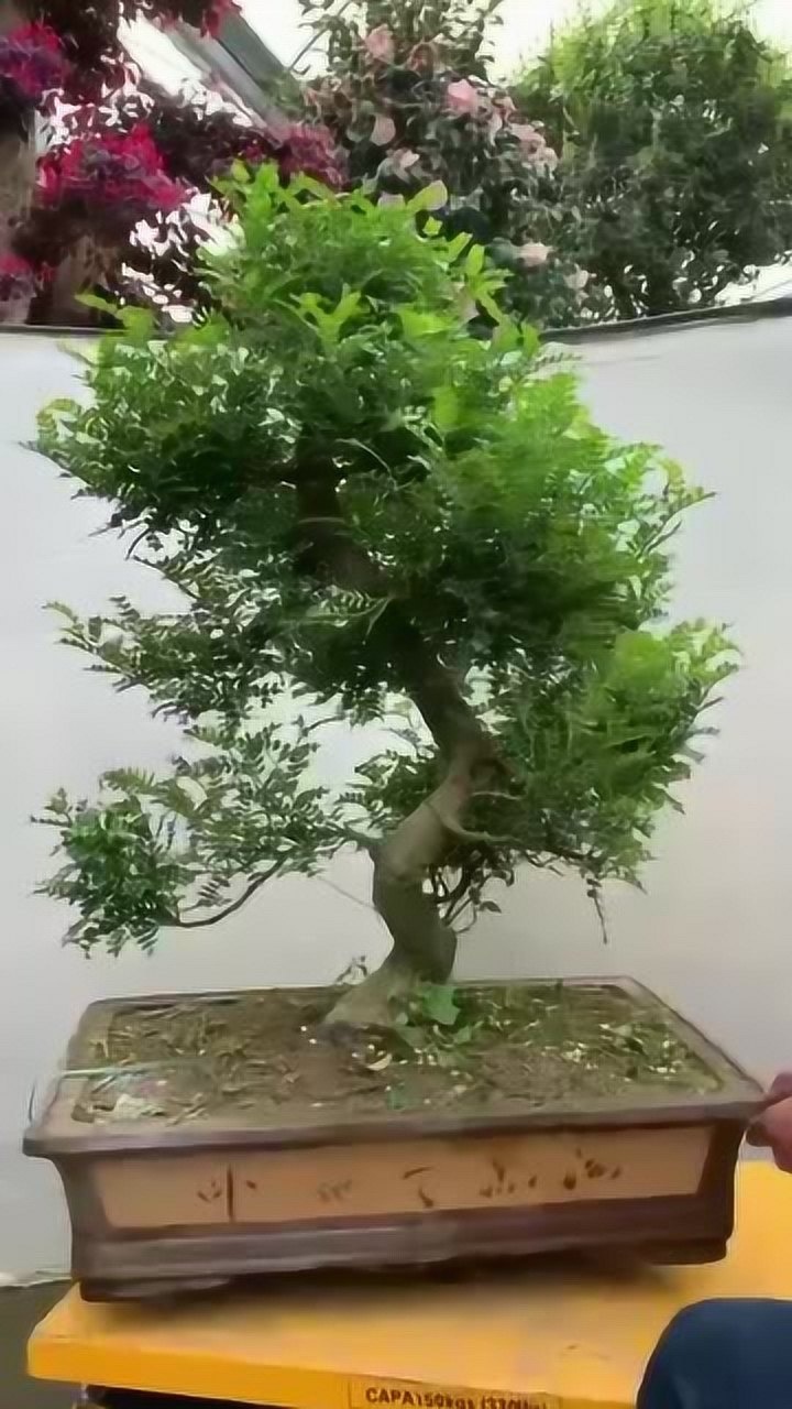 清香木盆景,叶子具有淡淡的香味,可以吸收甲醛