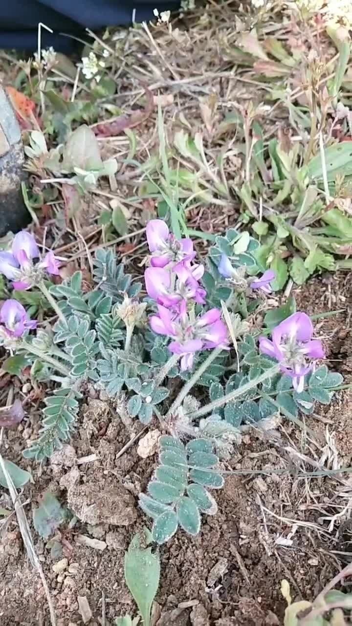 这种植物叫做甜地丁,花与紫花地丁相似,全草可入药