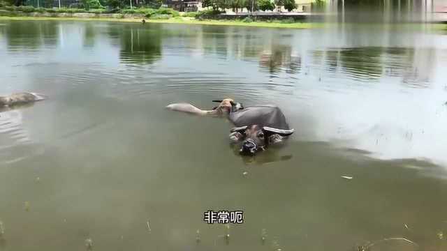 两头水牛开始交配繁殖,1万多一头牛,农村大婶听到笑不拢嘴