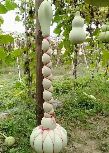 我想知道这葫芦里卖的什么药,真是大千世界无奇不有