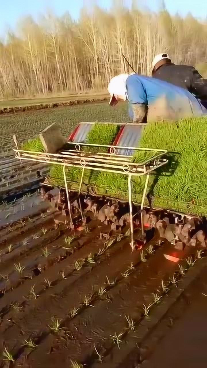 自制插秧机,省力又省心,真是天外有天人外有人!