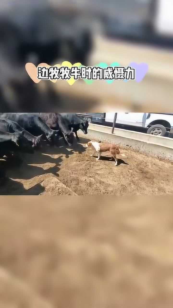 边境牧羊犬牧牛的眼神威慑力超厉害吓得大黑羊直往后退