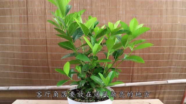 夏季养栀子花,1个“施肥”技巧,叶油绿,花苞多,朵朵花儿美!