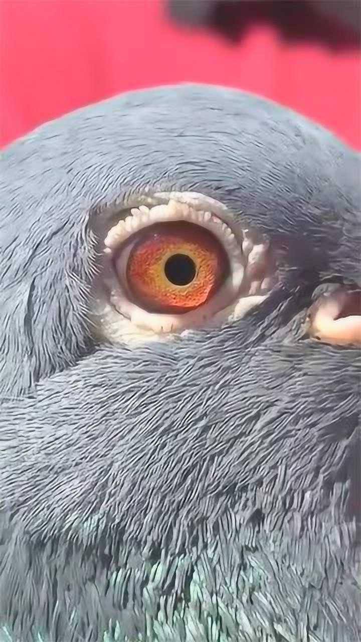 真是难得一见的好鸽子,近距离看这鸽眼像宝石一样,太漂亮了吧!
