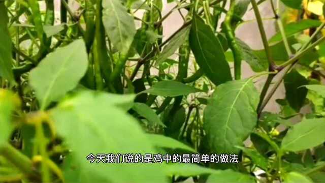 舌尖上的美味鸡枞菌