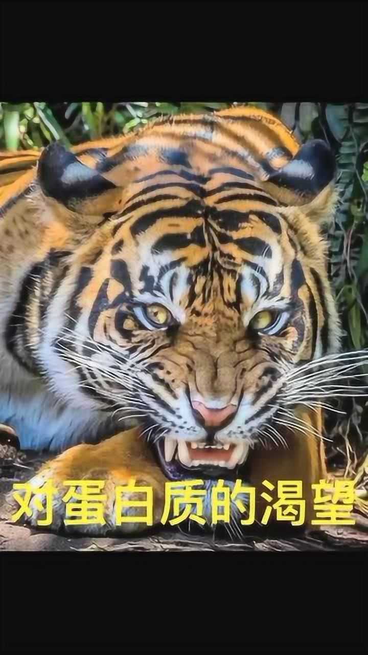 那个教你喊耶巴蒂的传奇健美冠军,可能只剩这个表情包了