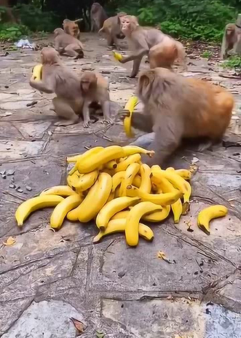 猴子吃香蕉,把香蕉皮扔的那都是,真不怕滑倒!