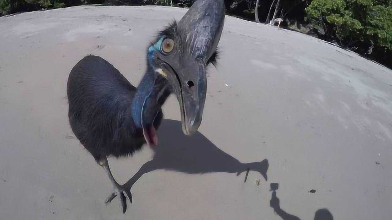 世界上最吓人的鸟图片图片