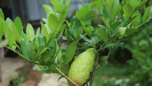 柠檬树生长旺盛，结出大果实，全靠这些选对了