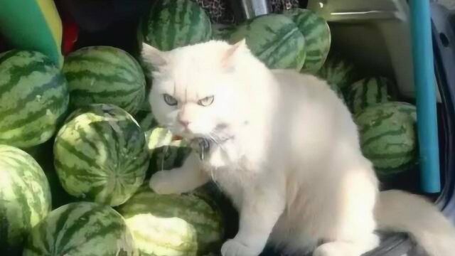 猫咪面露愤怒表情为主人看守西瓜 主人:从没见它笑过