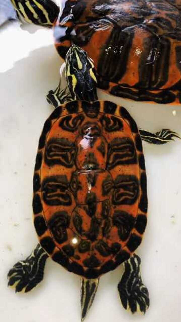 这只火焰龟成年之后外壳非常漂亮简直就是极品