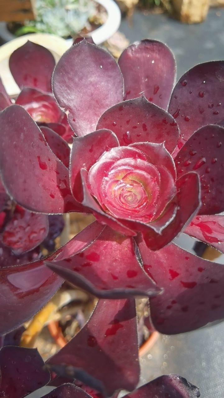 多肉植物法师巫毒