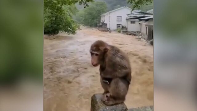 武夷山遭暴雨袭击,小猴子蹲桥上避险:手足无措的样子有些可怜