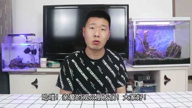 灯科鱼开箱买了7种不同品种的灯科鱼,这鱼真的漂亮吗