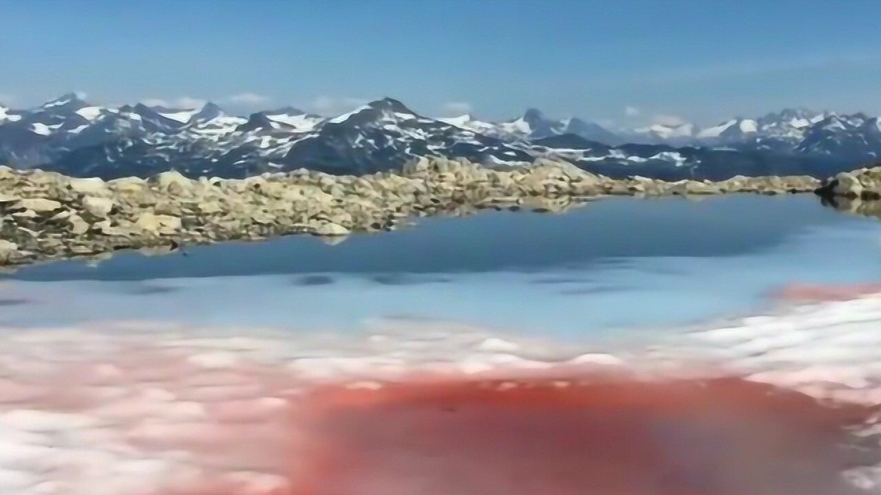 南极惊现红色血雪犹如红色的幽灵专家称这可不是好事