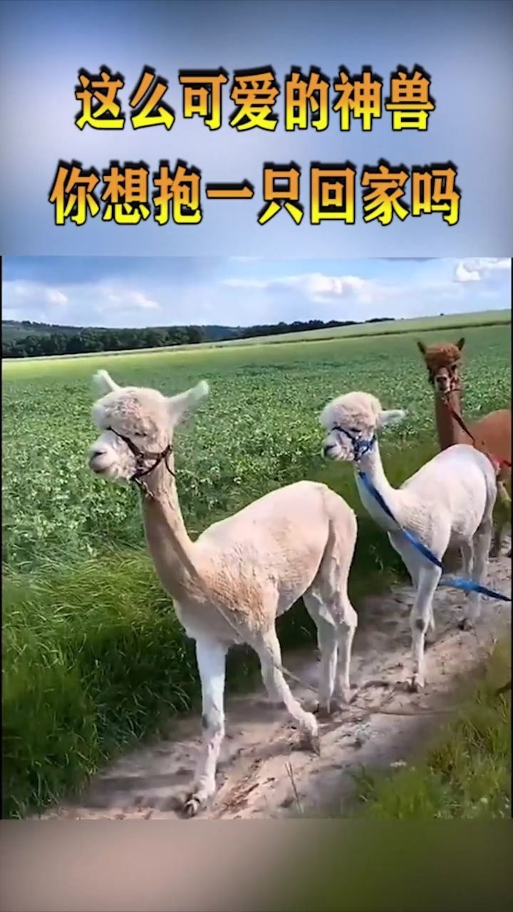 这么可爱的神兽摇头摆尾真可爱你想抱一只回家吗