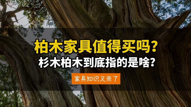 杉木和柏木还不好?四川柏木为啥越来越贵?到底值不值?