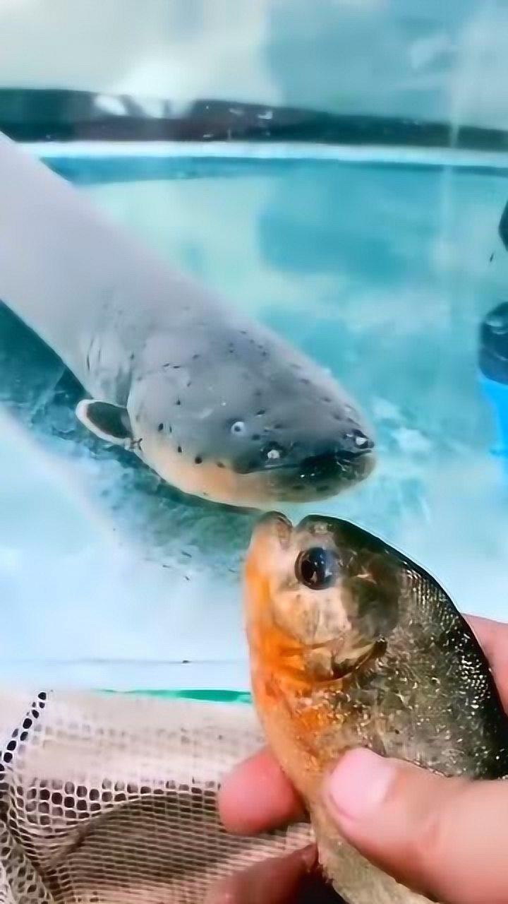 当电鳗遇到食人鱼还是会发电的更上一筹瞬间秒杀