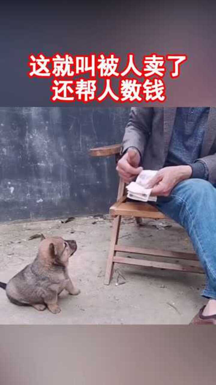 狗子帮忙数钱