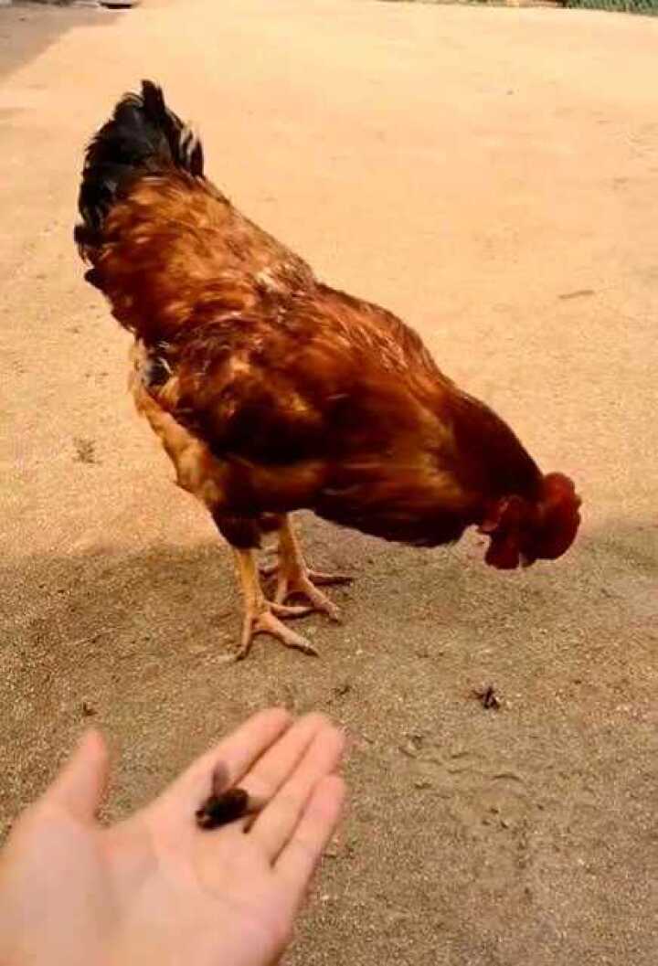 喂大公鸡吃虫子,随后一幕,果然好老公都是别人家的!