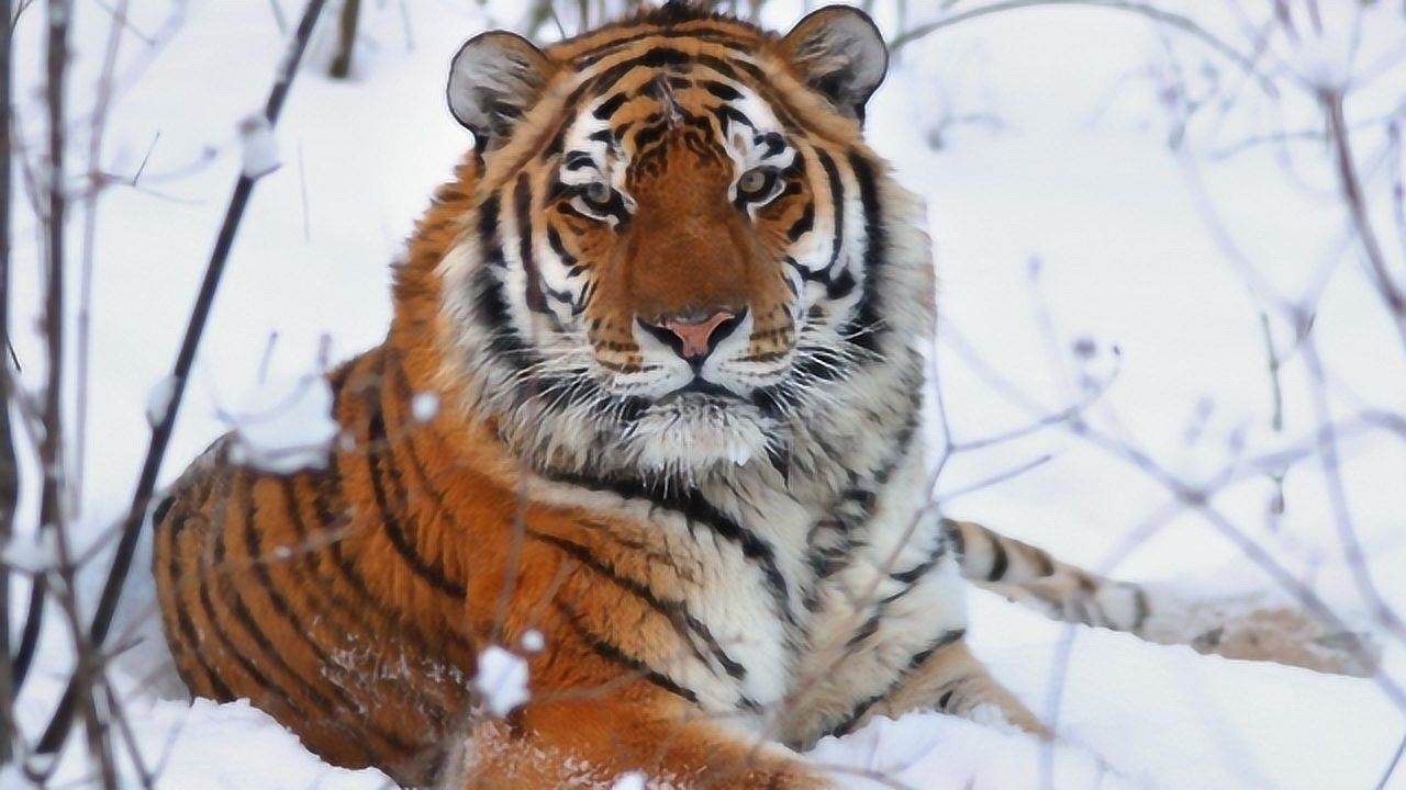 如果把非洲草原的狮子,换成东北虎会如何?会被热死吗?