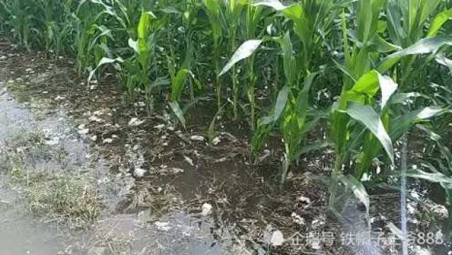 大暴雨后的河南农村玉米地里蛤蟆叫声哇哇的