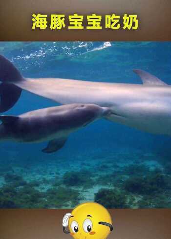 海豚宝宝的吃奶过程,还真是第一次见,感觉非常神奇