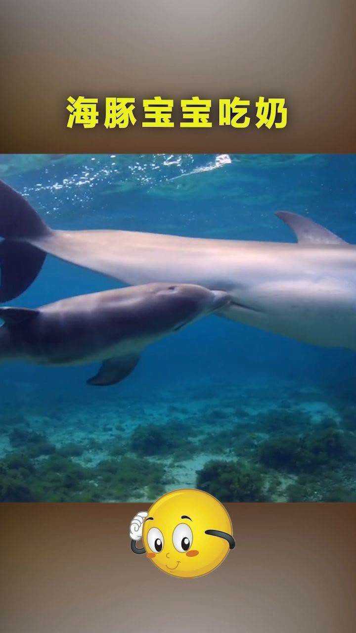 海豚宝宝的吃奶过程,还真是第一次见,感觉非常神奇_腾讯视频