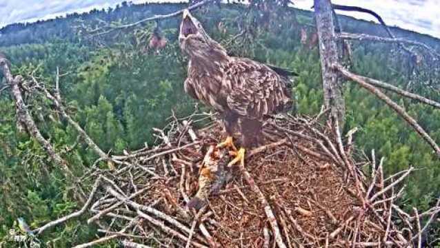 老鹰吃早餐遭到幼鹰的指责,鹰妈:喊了半天不来吃饭!