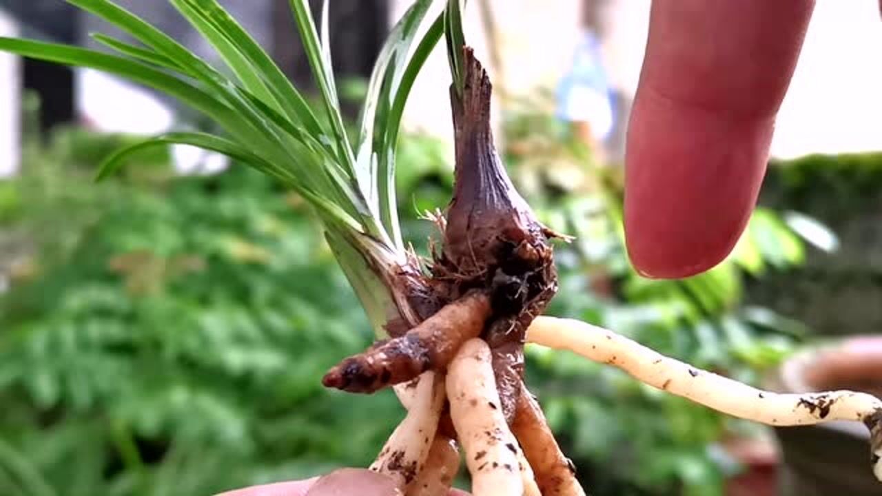 兰花茎腐病究竟怎么治?理论不如实践,14个月的救治效果看看吧腾讯视频