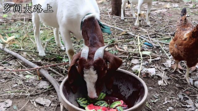 农村小伙喂羊伙食真好,吃的都是整盆的西瓜,今年养羊肯定发大财