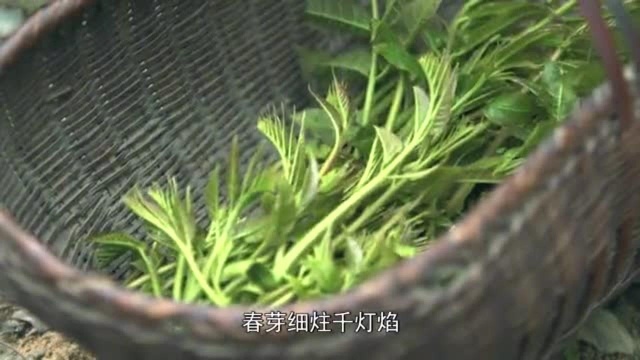 你知道什么是春芽,这道菜你又知道怎么做吗