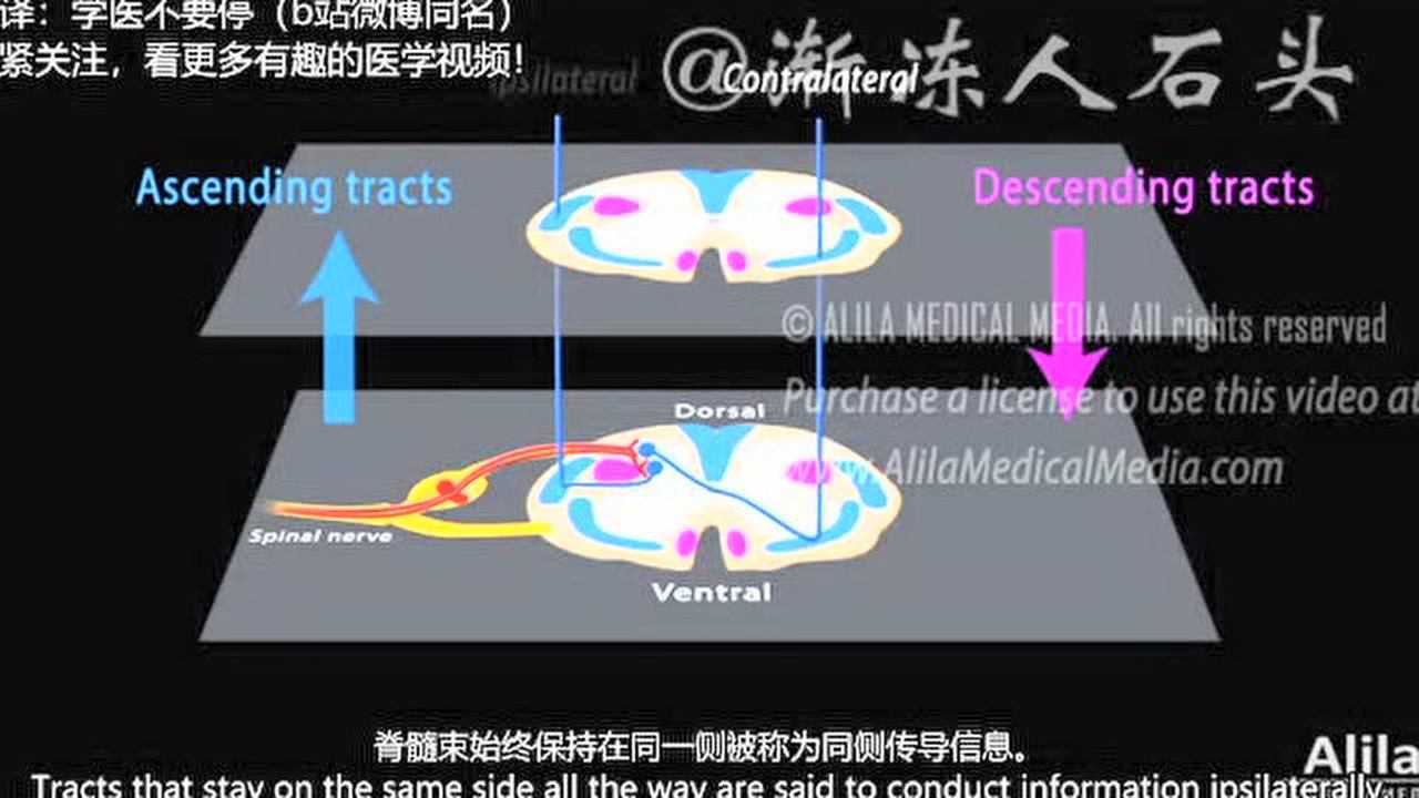 脊髓图解结构-运动感觉神经传导通路及反射-脊神经中枢神经神经束解剖_高清1080P在线观看平台_腾讯视频